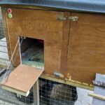 Chicken coop door opened