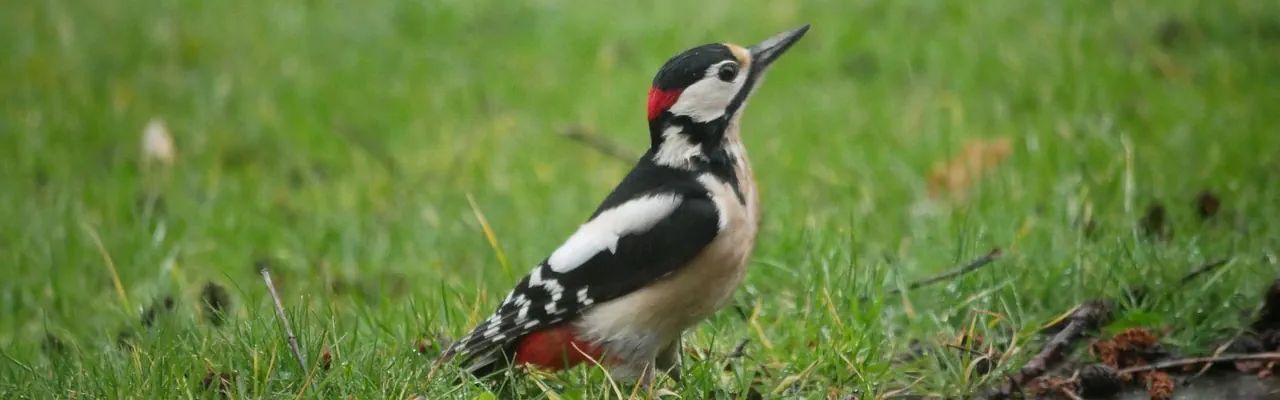 Featured image of post About